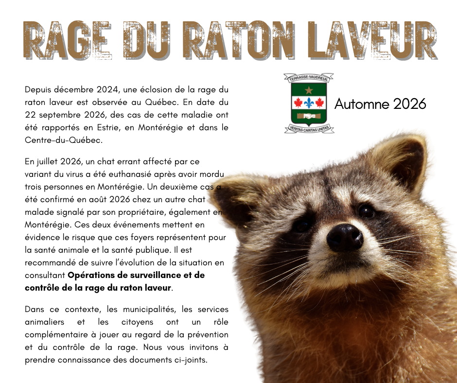 rage du raton laveur 20261001