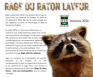 rage du raton laveur