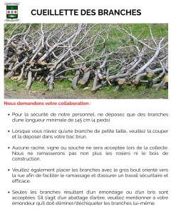 cueillette des branches